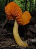 Humidicutis marginata image