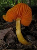 Humidicutis marginata image