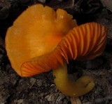 Humidicutis marginata image