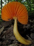 Humidicutis marginata image