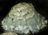 Coprinopsis variegata image