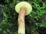 Boletellus chrysenteroides image