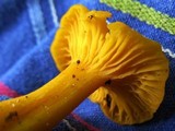 Cantharellus minor image