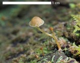 Galerina hypnorum image