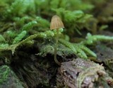 Galerina hypnorum image