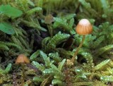 Galerina hypnorum image
