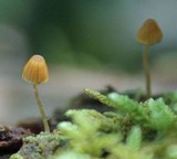 Galerina hypnorum image