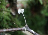 Marasmius epiphyllus image