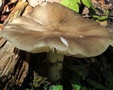 Megacollybia rodmani image