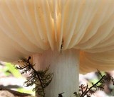 Megacollybia rodmani image