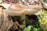 Megacollybia rodmani image