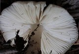 Megacollybia rodmani image