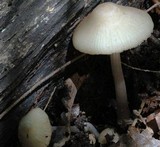 Mycena niveipes image