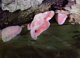 Phlebia incarnata image
