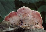 Phlebia incarnata image