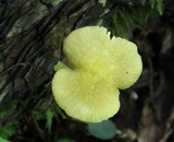 Pluteus admirabilis image