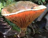 Paxillus involutus image