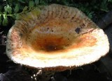Paxillus involutus image