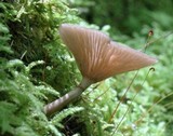 Pseudoarmillariella ectypoides image