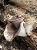 Royoporus badius image