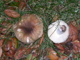 Russula amoenolens image