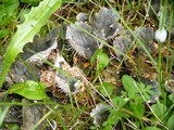 Peltigera membranacea image