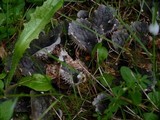 Peltigera membranacea image