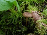 Inocybe lacera image