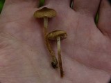 Inocybe lacera image