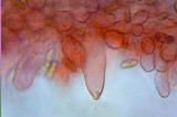 Inocybe lacera image