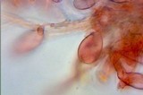 Inocybe lacera image