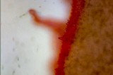 Inocybe lacera image