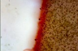 Inocybe lacera image
