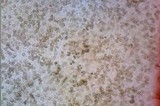 Inocybe lacera image
