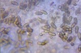 Inocybe lacera image