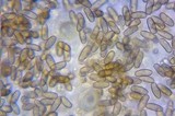 Inocybe lacera image