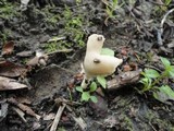 Helvella elastica image
