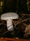 Cortinarius alboviolaceus image