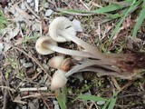 Mycena inclinata image
