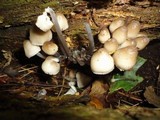 Mycena inclinata image