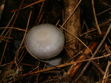 Cortinarius alboviolaceus image