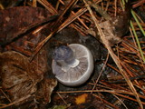 Cortinarius alboviolaceus image