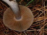 Cortinarius alboviolaceus image