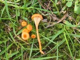 Rickenella fibula image