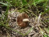 Agrocybe dura image
