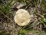 Agrocybe dura image