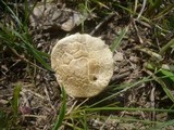 Agrocybe dura image