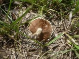 Agrocybe dura image