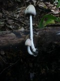 Coprinellus domesticus image
