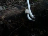 Coprinellus domesticus image